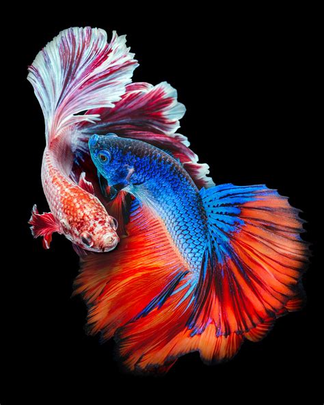 fighting fish bonuses|Fighting Fish .